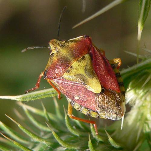 Carpocoris purpureipennis