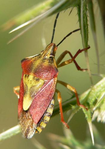 Carpocoris purpureipennis