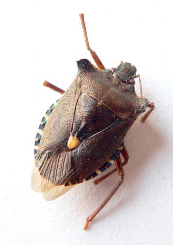 Pentatoma rufipes