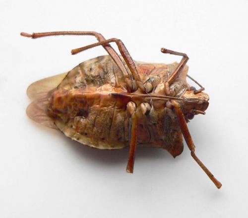 Réf. 12 431 : Pentatoma rufipes