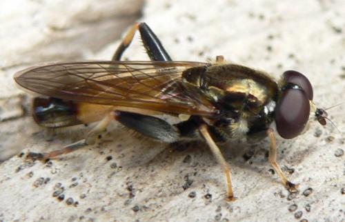 Réf. 12 473 : Xylota segnis