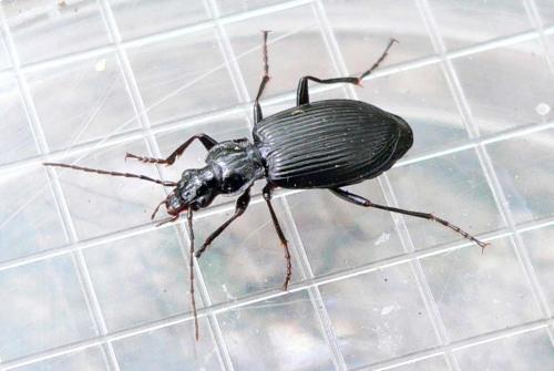 Réf. 12 500 : Platynus assimilis