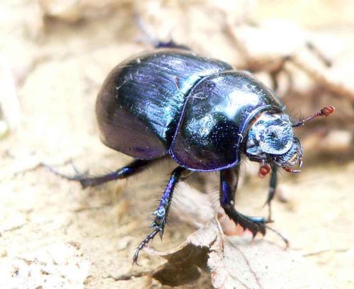 Anoplotrupes stercorosus