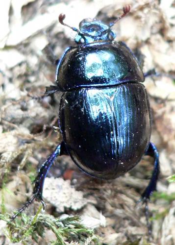 Anoplotrupes stercorosus