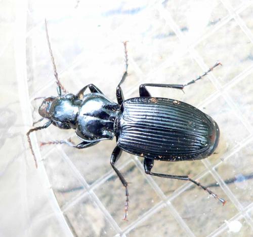 Pterostichus cristatus