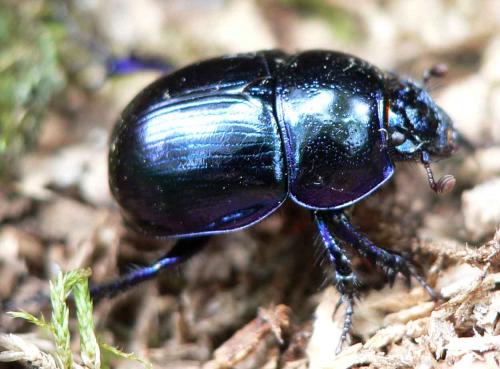 Réf. 12 498 : Anoplotrupes stercorosus