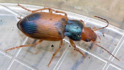 Réf. 12 462 : Diachromus germanus