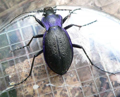 Carabus problematicus