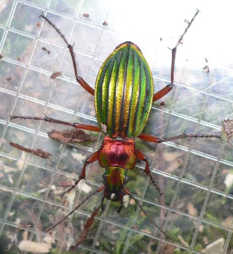 Réf. 12 466 : Carabus auronitens auronitens