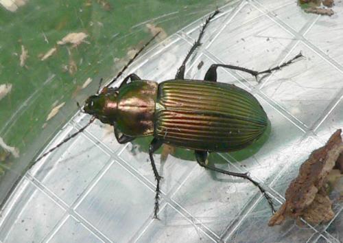 Poecilus versicolor