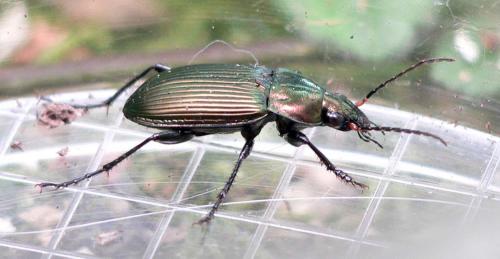 Réf. 12 475 : Poecilus versicolor