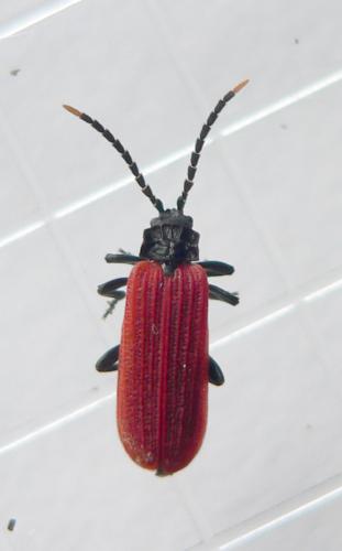 Platycis minutus