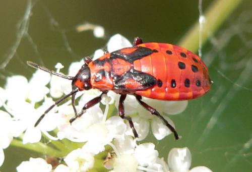 Spilostethus saxatilis