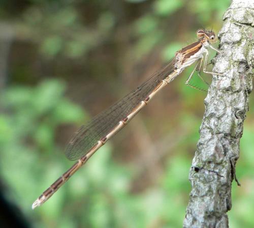 Réf. 12 979 : Sympecma fusca