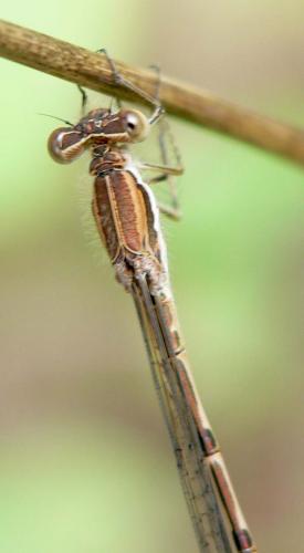 Sympecma fusca