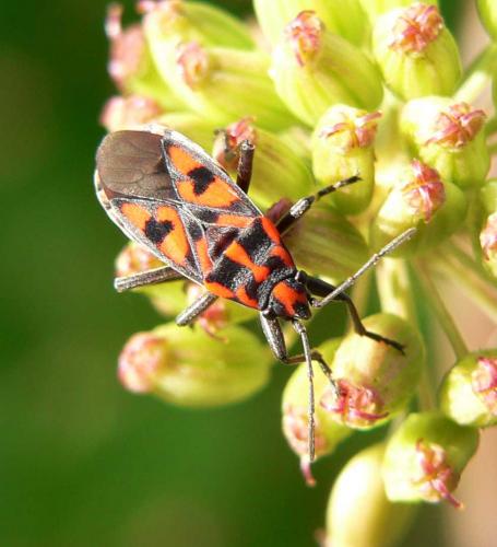 Réf. 12 980 : Spilostethus saxatilis