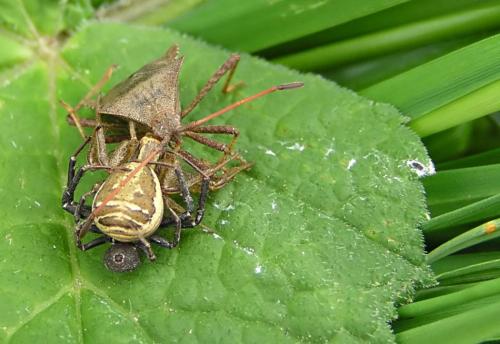 Xysticus sp.