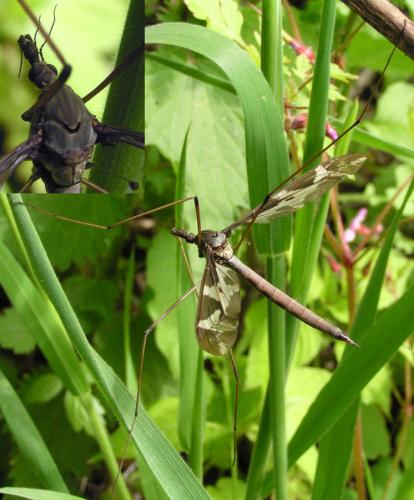 Tipula maxima