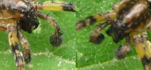 Réf. 12 840 : Anyphaena accentuata