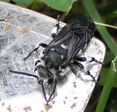 Réf. 12 937 : Thyreus sp.