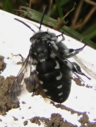 Réf. 12 938 : Thyreus sp.
