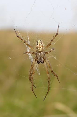 Réf. 12 604 : Neoscona adianta