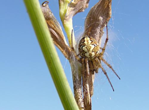 Neoscona adianta