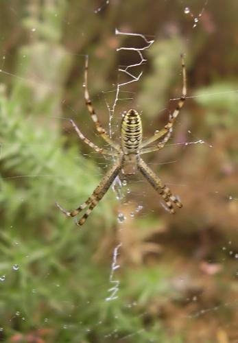 Argiope bruennichi