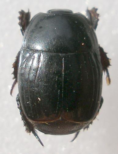 Réf. 12 042 : Margarinotus obscurus