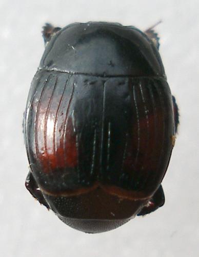 Margarinotus purpurascens