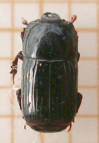Réf. 12 044 : Platysoma elongatum