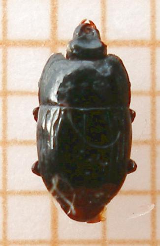 Réf. 12 045 : Platysoma compressum