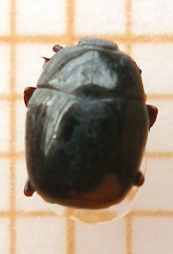Gnathoncus nannetensis
