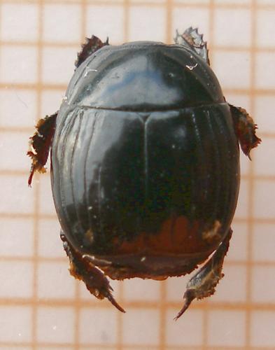 Réf. 12 052 : Margarinotus ventralis