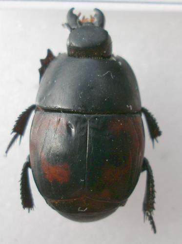 Hister quadrimaculatus