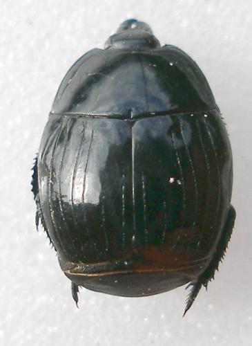 Margarinotus striola succicola