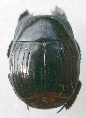 Margarinotus merdarius