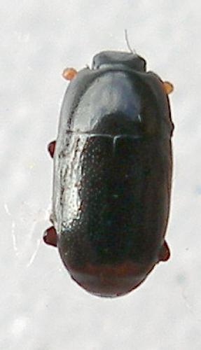 Réf. 12 041 : Paromalus parallelepipedus