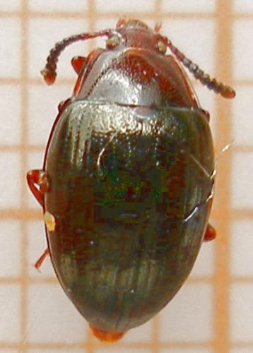 Scaphidema metallica