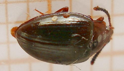 Scaphidema metallica
