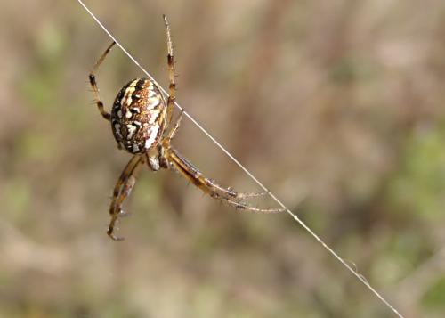Réf. 12 599 : Neoscona adianta