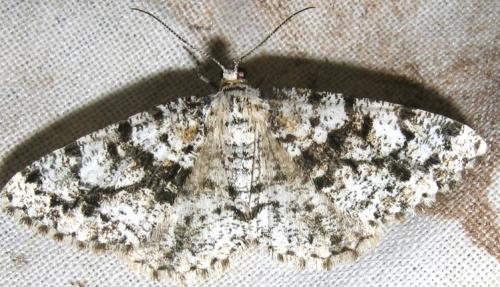 Fagivorina arenaria