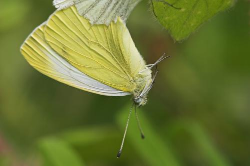 Réf. 12 989 : Pieris napi