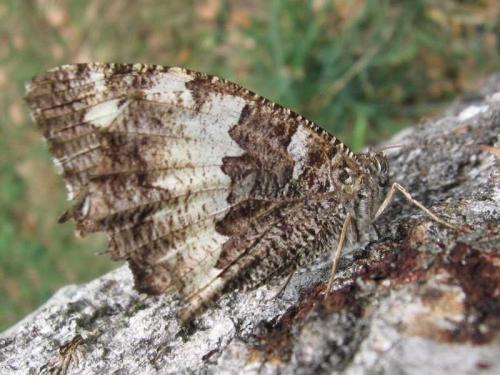 Brintesia circe
