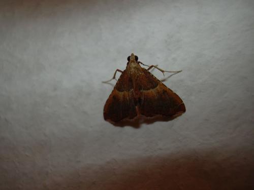 Endotricha flammealis