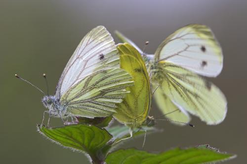 Réf. 12 987 : Pieris napi