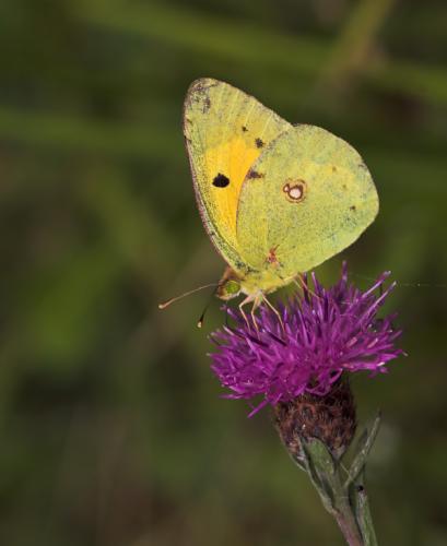 Colias croceus