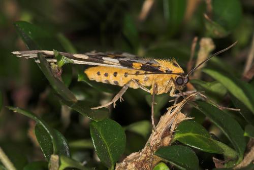 Abraxas grossulariata