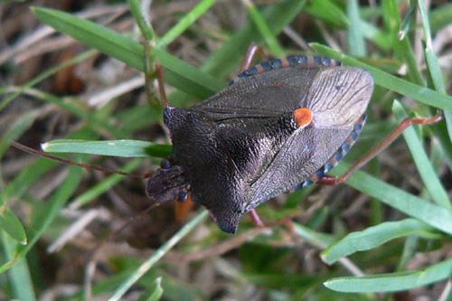 Réf. 12 435 : Pentatoma rufipes