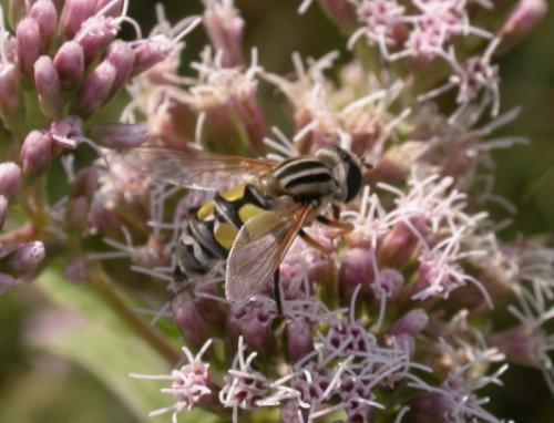 Helophilus trivittatus